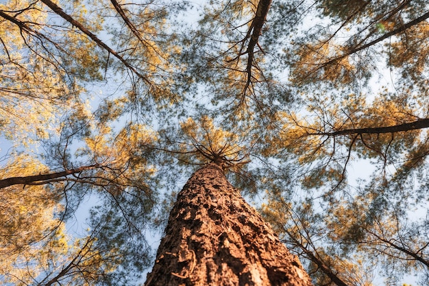 Recherche de pins dans la forêt d'automne par une journée ensoleillée au parc national