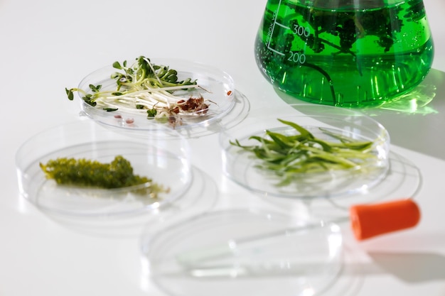 Recherche et sciences biotechnologiques Les scientifiques développent des recherches sur les algues Bioénergie biocarburants recherche sur l'énergie