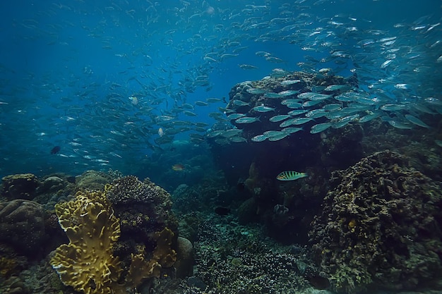 récif de corail lagune sous-marine avec des coraux, paysage sous-marin, voyage de plongée en apnée