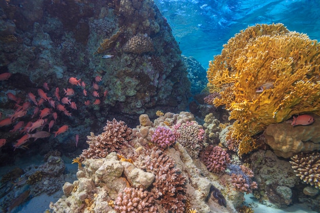 Récif de corail Mer Rouge Egypte