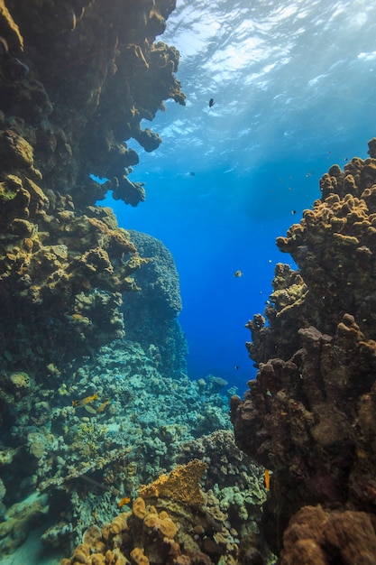 Récif de corail Mer Rouge Egypte