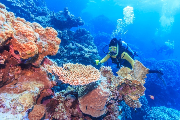 Récif de corail Mer Rouge Egypte