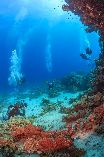 Récif de corail Mer Rouge Egypte