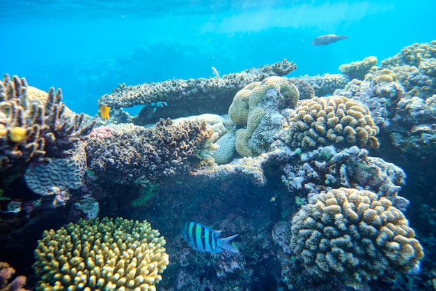 Récif de corail de la Mer Rouge sur le fond de l'eau bleue