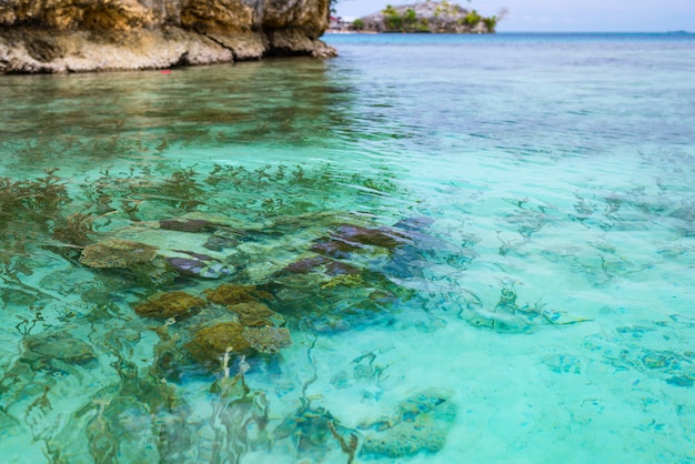 Récif de corail se bouchent dans les eaux transparentes turquoises de la mer tropicale.