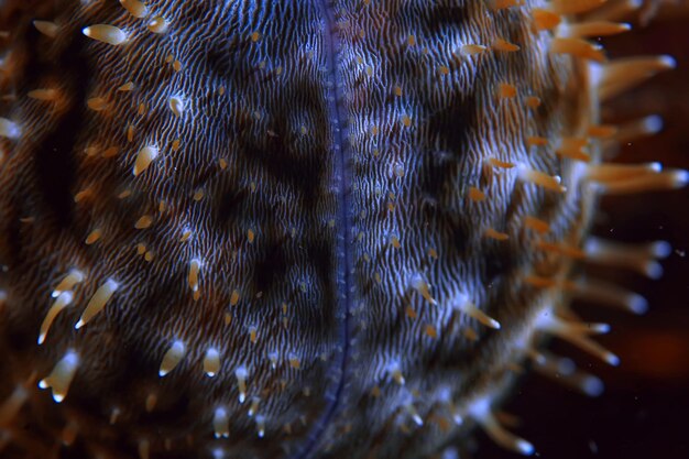 récif de corail sous-marin / lagon de corail de mer, écosystème océanique