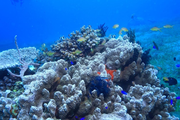 récif de corail sous-marin / lagon de corail de mer, écosystème océanique
