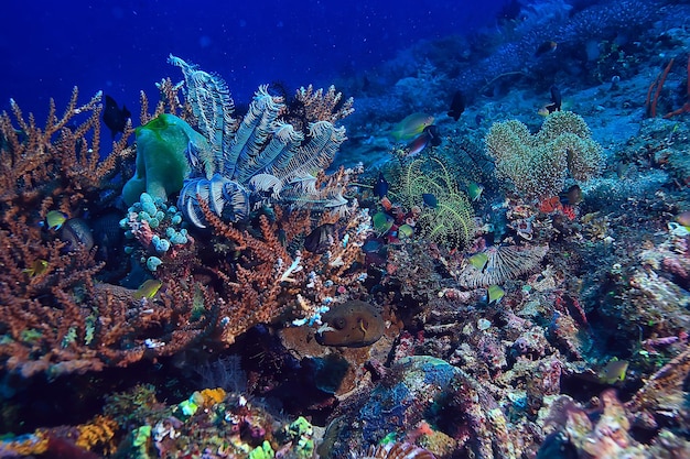 récif de corail sous-marin / lagon de corail de mer, écosystème océanique