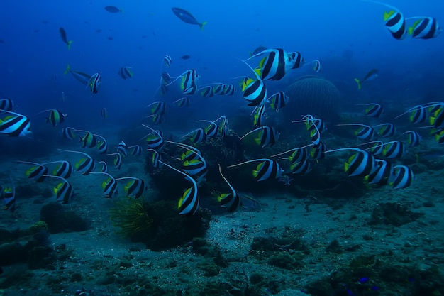 récif de corail sous-marin / lagon de corail de mer, écosystème océanique