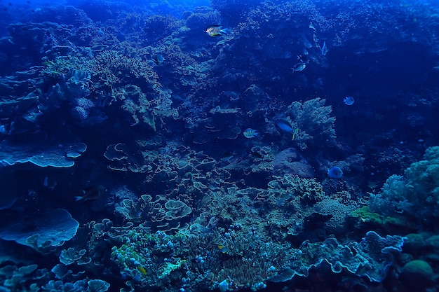 récif de corail sous-marin / lagon de corail de mer, écosystème océanique