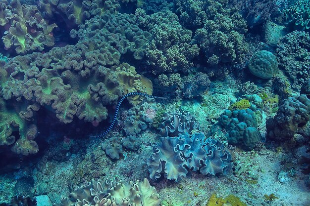 récif de corail sous-marin / lagon de corail de mer, écosystème océanique