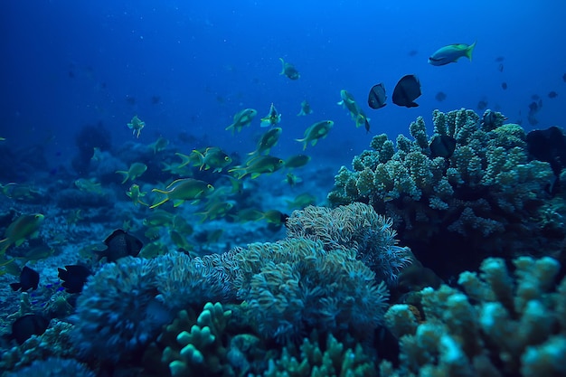 récif de corail sous-marin / lagon de corail de mer, écosystème océanique