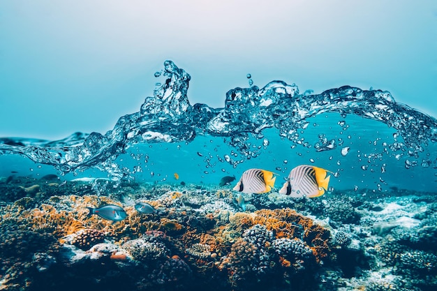 Récif de corail sous-marin sur la mer rouge