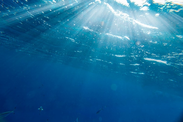 Récif de corail sous-marin sur la mer rouge