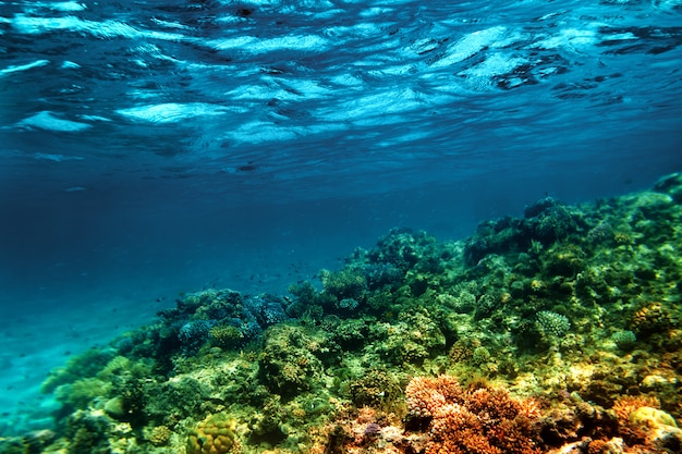 Récif de corail sous-marin sur la mer rouge