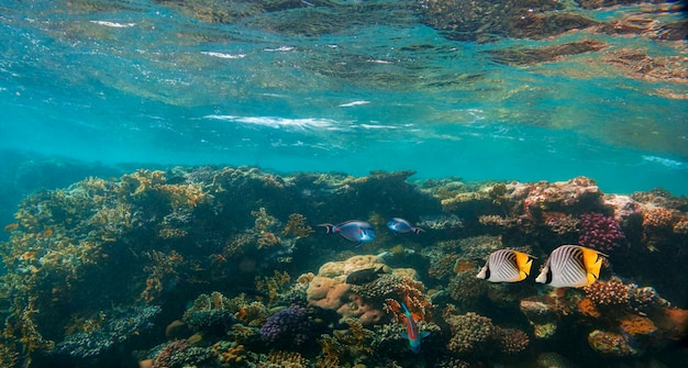 Récif de corail sous-marin de panorama sur la mer rouge