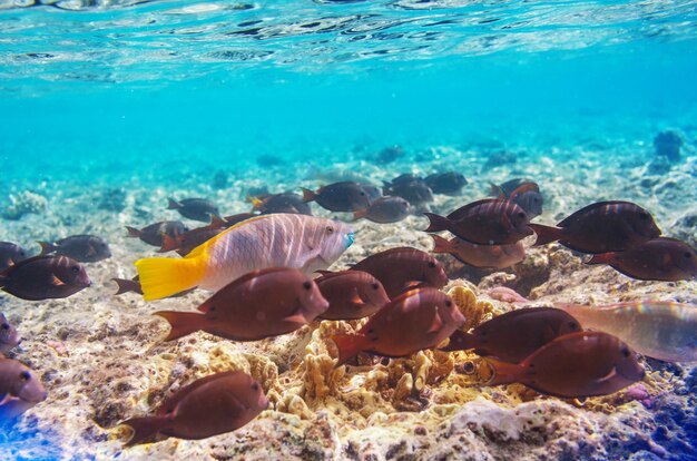 Récif de corail vivant en mer Rouge, Egypte.