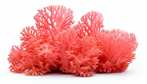 Photo récif corallien isolé sur fond blanc découpé ia générative