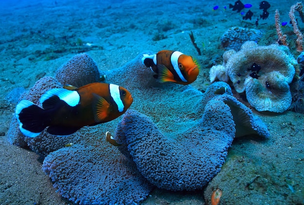 récif corallien de poissons clowns / macro scène sous-marine, vue sur les poissons coralliens, plongée sous-marine