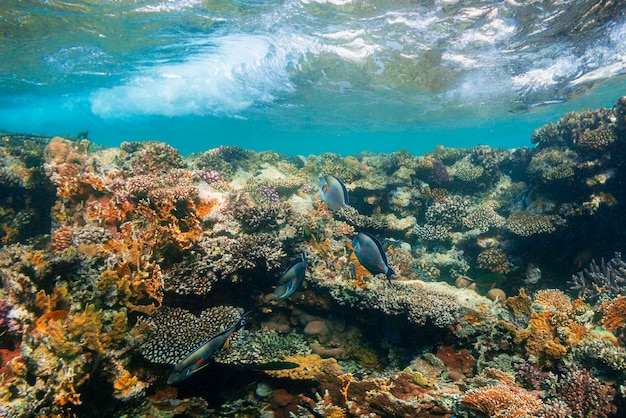 Un récif corallien sous-marin sur la mer rouge