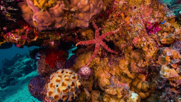 Récif corallien, Sous-marin