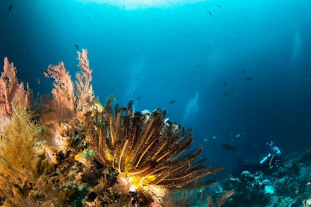 Récif de coraux sous l'eau claire bleue