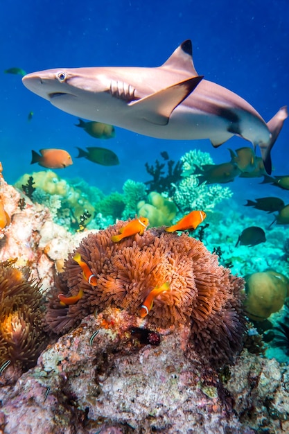 Récif avec une variété de coraux durs et mous et de poissons tropicaux. Maldives Océan Indien.