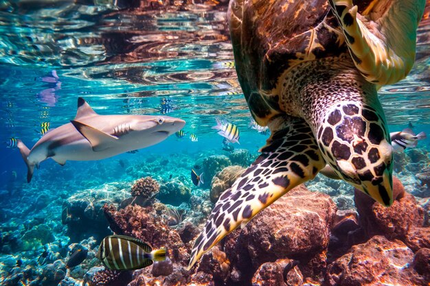 Récif avec une variété de coraux durs et mous et de poissons tropicaux. Maldives Océan Indien.