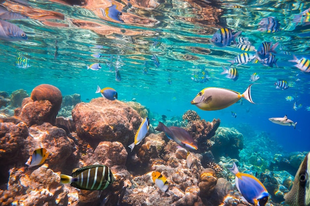 Récif avec une variété de coraux durs et mous et de poissons tropicaux. Récif de corail de l'océan Indien des Maldives.