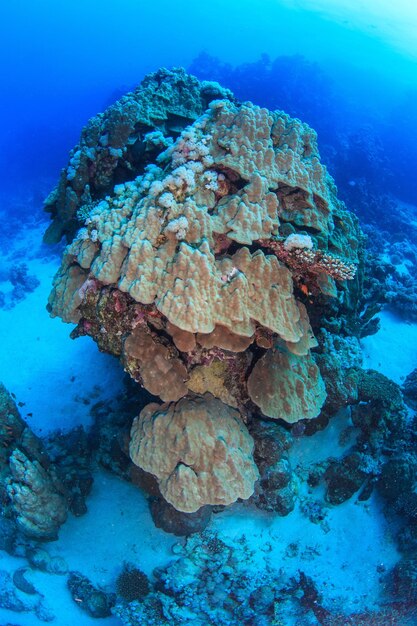 Récifs coralliens de la mer Rouge.