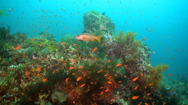 Récifs coralliens et poissons tropicaux philippines mindoro