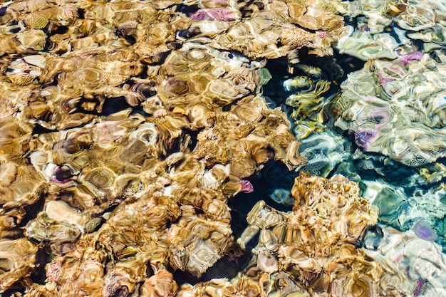 Récifs coralliens à travers l'eau de mer claire avec vagues et distorsion de l'eau