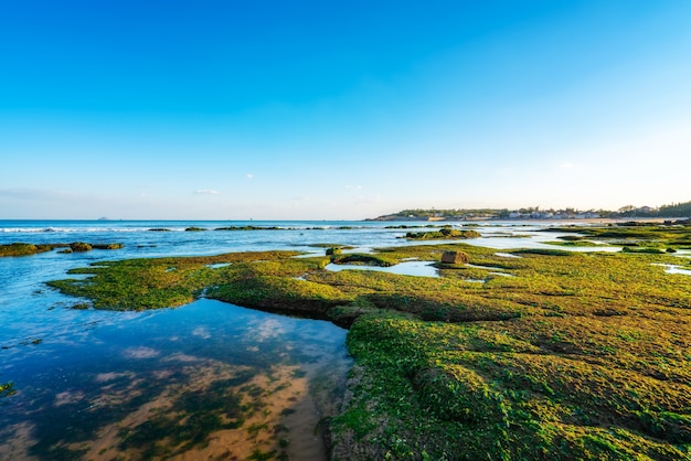 Récifs insulaires et bryophytes vertes