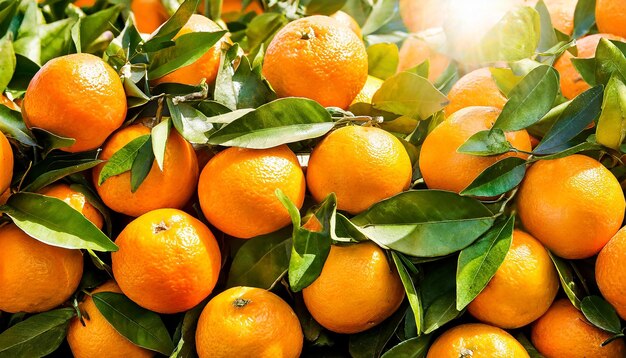 Photo une récolte abondante des oranges fraîches étincelantes au soleil des agrumes délicieux des mandarines mûres à la ferme