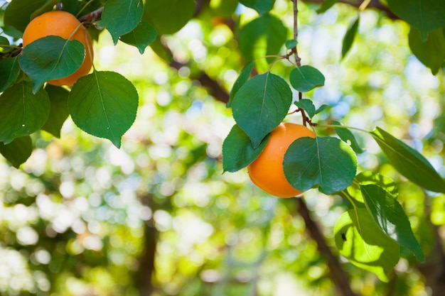 Photo récolte d'abricots mûrs sur une feuille verte