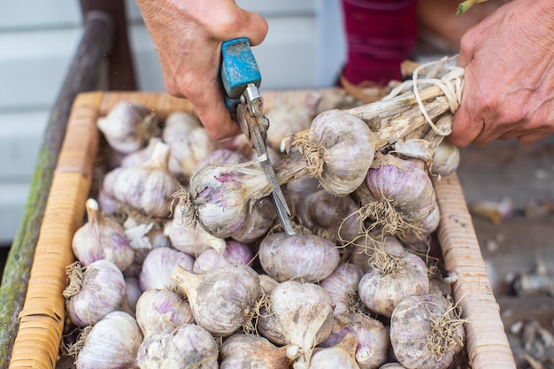 Récolte de l'ail pour l'hiver Concept d'agriculture Aliments frais sains