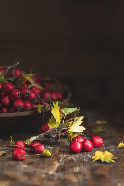 Récolte d'automne baies d'aubépine avec des feuilles dans un bol sur une table en bois background Copy space style rustique foncé remède naturel