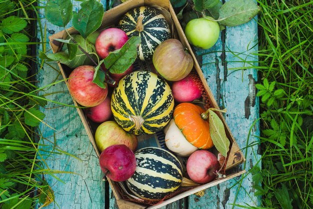 Récolte d'automne de citrouille décorative, pommes dans une boîte, sur fond bleu en bois