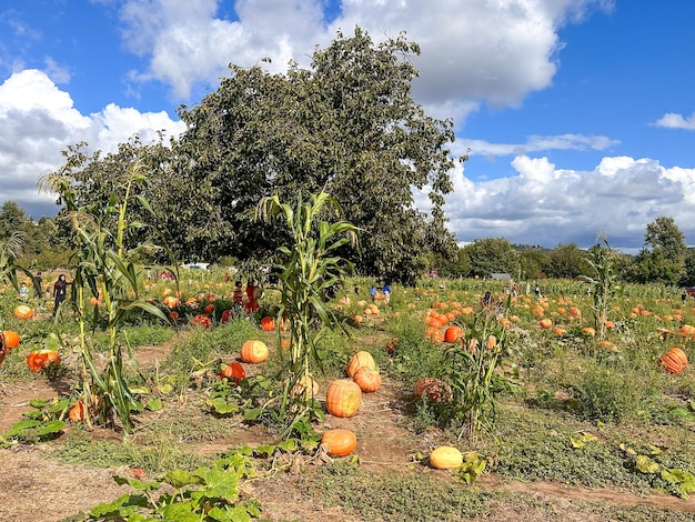 Récolte d'automne de citrouilles d'orange sur le terrain des agriculteurs du côté de la colline photo de haute qualité