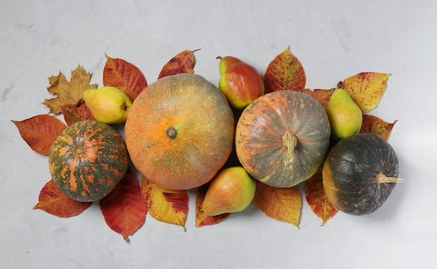 Récolte d'automne: citrouilles, poires et feuilles multicolores sur fond gris. Centres de table jour de Thanksgiving. Vue d'en-haut