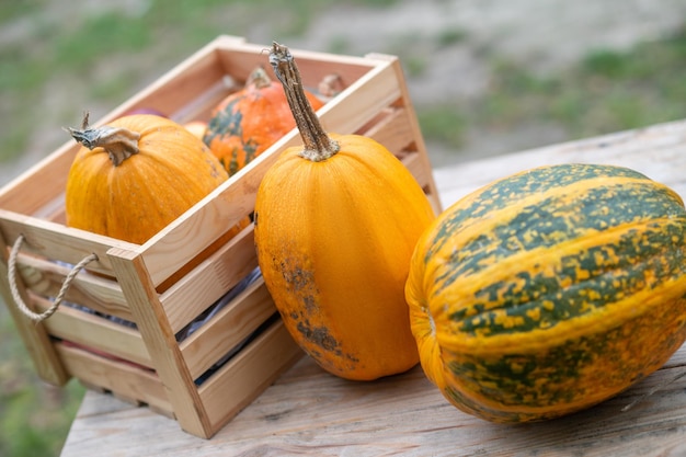 Récolte d'automne. Close up de quelques citrouilles dans la boîte