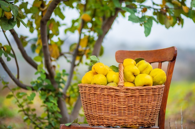 Récolte d'automne de coing panier plein de coings dans le jardin Culture de fruits biologiques à la ferme