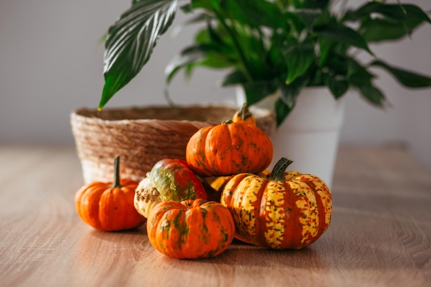 Récolte d'automne courges et citrouilles colorées dans différentes variétés Fond de bois