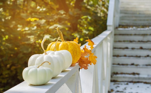 Photo récolte d'automne de petites citrouilles blanches se trouvent sur une véranda en bois