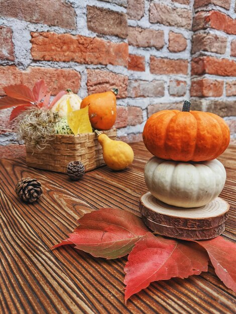 Récolte d'automne de petites citrouilles orange différentes se bouchent. Vue de dessus. Récolter. Aliments