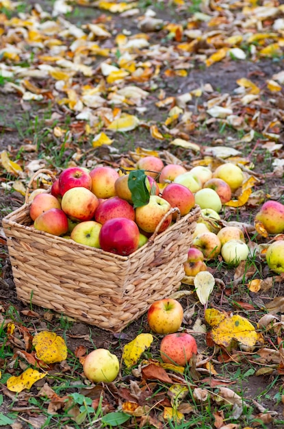 Récolte d&#39;automne de pommes dans le jardin. Pommes mûres dans un panier en osier. Cadre vertical