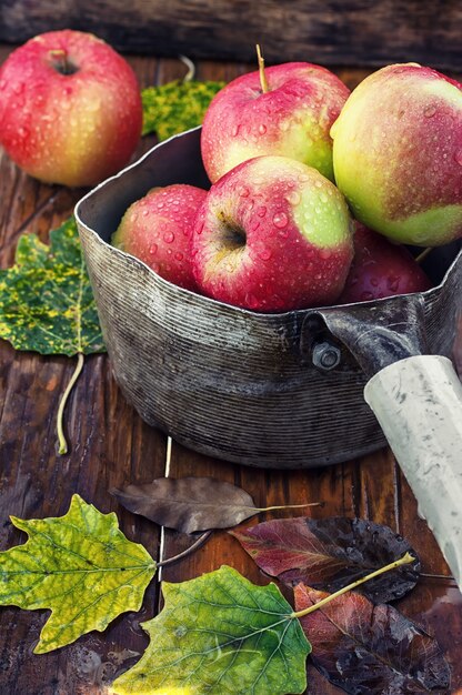 Récolte d&#39;automne de pommes