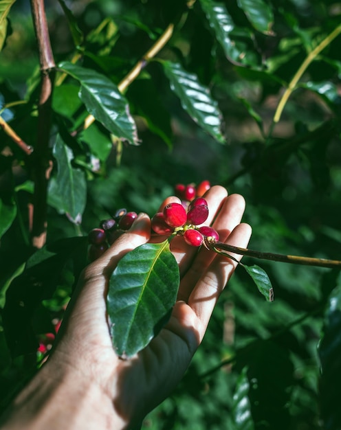Récolte des baies de café par les mains de l'agriculteur grains de café rouges mûrissant dans la main de l'agriculteur