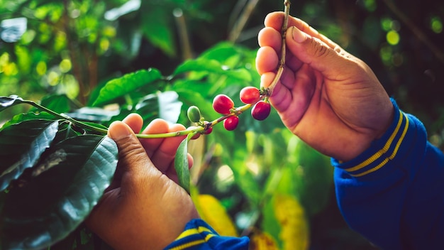 Récolte des baies de café par les mains de l'agriculteur grains de café rouges mûrissant dans la main de l'agriculteur