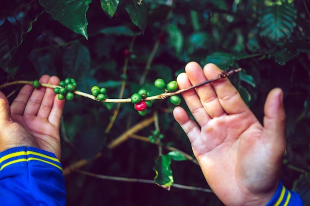 Récolte des baies de café par les mains de l'agriculteur grains de café rouges mûrissant dans la main de l'agriculteur